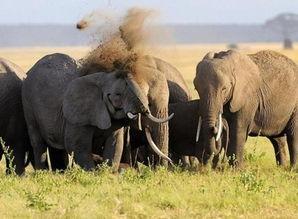 河南大象新闻一线爆料最新消息,最新爆料揭示惊人真相！